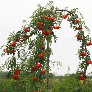 Sorbus aucuparia 'Pendula' – Csüngő madárberkenye