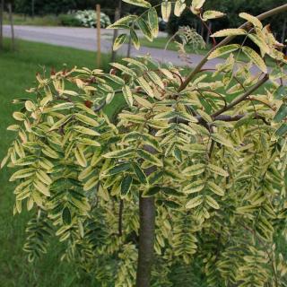 Sorbus aucuparia 'Pendula Variegata' – Csüngő, tarkalombú madárberkenye