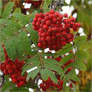 Sorbus aucuparia 'Rosina Aurea' – Madárberkenye