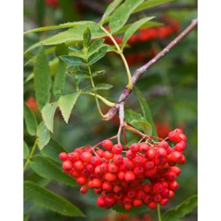 Sorbus commixta – Keleti berkenye