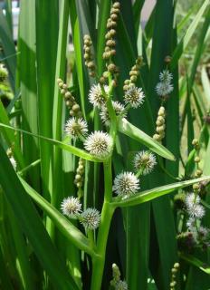 Sparganium erectum - Ágas békabuzogány