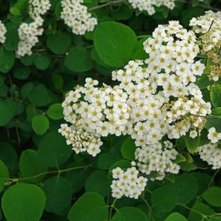 Spiraea arguta – Gyöngyvessző