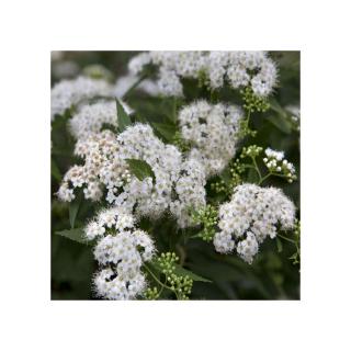 Spiraea japonica 'Albiflora' – Japán gyöngyvessző