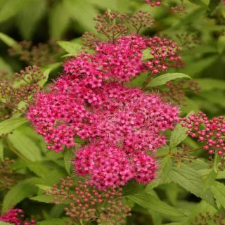 Spiraea japonica 'Dart's Red' – Japán gyöngyvessző