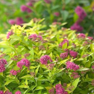 Spiraea japonica 'Double Play Gold' (syn.: 'Yan') – Japán gyöngyvessző