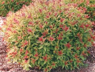 Spiraea japonica 'Goldflame' - Aranypiros japán gyöngyvessző