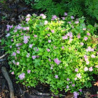 Spiraea japonica 'Green Carpet' – Japán gyöngyvessző