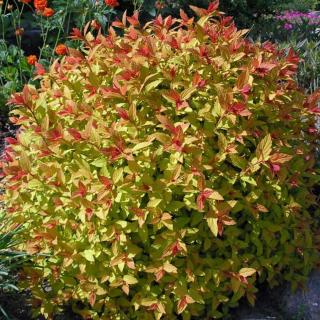 Spiraea japonica 'Magical Carpet' – Sárga lombú gyöngyvessző