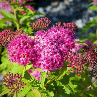 Spiraea japonica 'Neon Flash' – Japán gyöngyvessző