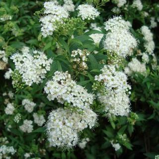 Spiraea japonica 'Pygmaea Alba' – Japán gyöngyvessző