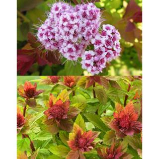 Spiraea japonica 'Sparkling Champagne' – Japán gyöngyvessző