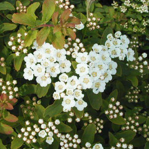 Spiraea nipponica 'Halward Silver' – Nipponi gyöngyvessző