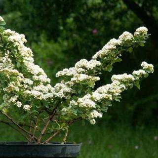 Spiraea nipponica 'White Carpet' – Terülő gyöngyvessző