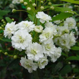 Spiraea pruniflora 'Plena' – Kökénylevelű gyöngyvessző