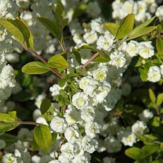 Spiraea prunifolia 'Pleniflora' – Kökénylevelű gyöngyvessző