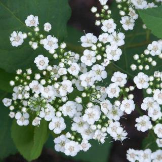 Spiraea 'Summersnow' – Gyöngyvessző