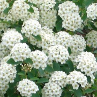 Spiraea × vanhouttei 'Medeloch' – Közönséges gyöngyvessző