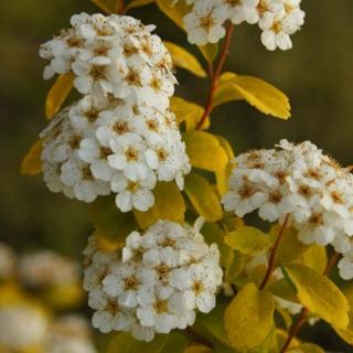 Spiraea x vanhouttei 'Gold Fountain'- Aranyló közönséges gyöngyvessző