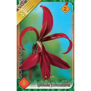 Sprekelia formosissima - Jakabliliom