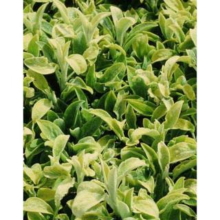 Stachys byzantina 'Primrose Heron' – Gyapjas tisztesfű