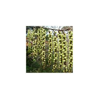 Stachyurus chinensis 'Celina'