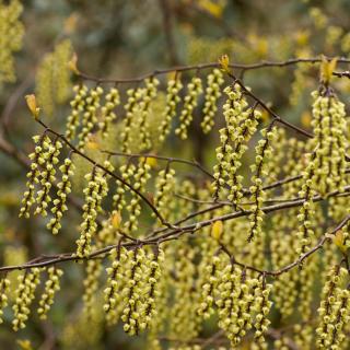 Stachyurus praecox