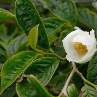 Stewartia pseudocamellia – Japán lombhullató kamélia