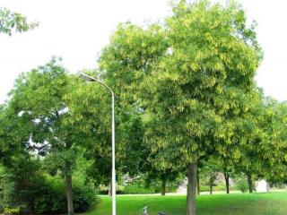 Styphnolobium (Sophora) japonicum - Pagodafa