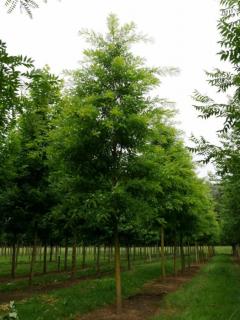 Styphnolobium (Sophora) japonicum 'Regent' – Japánakác (extra méretű koros)