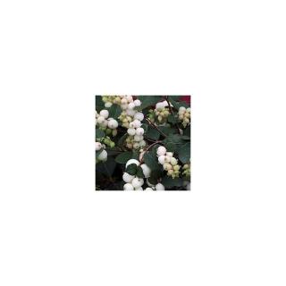 Symphoricarpos 'Magical Galaxy'® – Hóbogyó