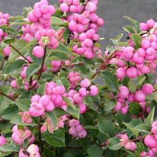 Symphoricarpos 'Magical Sweet' – Hóbogyó