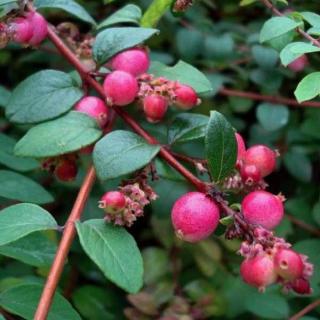 Symphoricarpos x chenaultii 'Elegant' – Hóbogyó