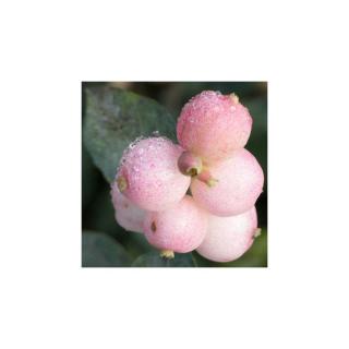 Symphoricarpos x doorenbosii 'Taiga' – Hóbogyó