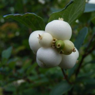 Symphoricarpos x doorenbosii 'White Hedge' - Fehér (sövény) hóbogyó