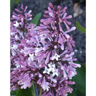 Syringa patula 'Miss Kim' – Törpe orgona