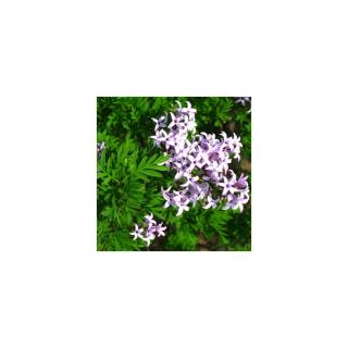 Syringa persica 'Laciniata' - Perzsa orgona