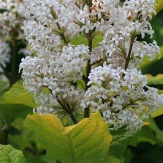 Syringa villosa 'Aurea' – Sárgalombú bozontos orgona