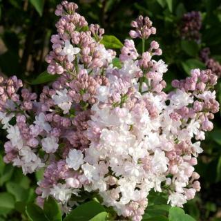 Syringa vulgaris 'Krasawitsa Moskvy' (syn.: 'Beauty of Moscow') - Rózsaszínes fehér orgona