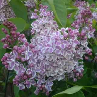 Syringa vulgaris 'Lila Wonder' – Orgona