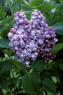 Syringa vulgaris 'Michel Buchner' - Telt, lila virágú orgona