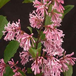 Syringa yunnanensis 'Rosea' – Jünnani orgona