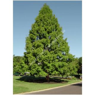 Taxodium distichum - Amerikai mocsárciprus