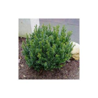Taxus baccata 'Anna'® – Tiszafa