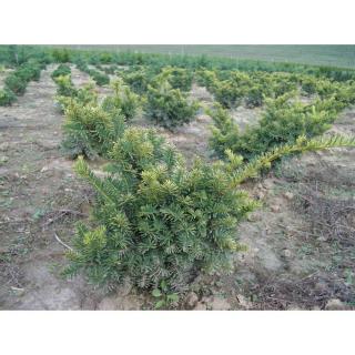 Taxus baccata 'Repandens Aurea' - Terülő tiszafa