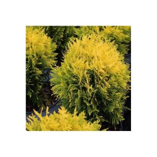 Thuja occidentalis 'Anna's Magical Ball'® – Nyugati tuja