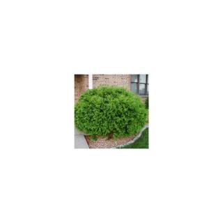 Thuja occidentalis 'Globosa' – Gömb nyugati tuja