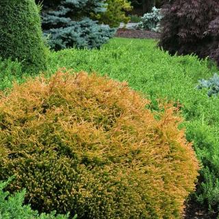 Thuja occidentalis 'Golden Tuffet' – Aranylombú törpe gömbtuja