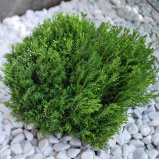 Thuja occidentalis 'Teddy' – Nyugati tuja