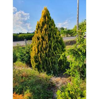 Thuja (Platycladus) orientalis 'Pyramidalis Aurea' – Aranylombú piramistuja