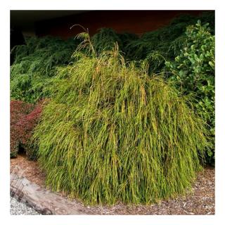 Thuja plicata 'Whipcord' – Óriás tuja